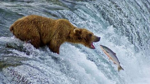 Bear Catch Fish On River