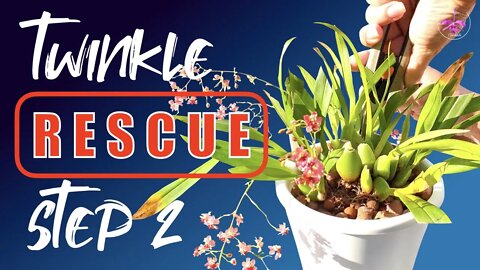 ONCIDIUM TWINKLE RESCUE - Next Step | Miniature Oncidium with tight growths 👍🏼 #Easy