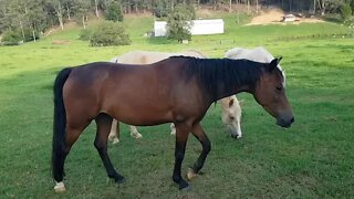 Discussion on brumbies and Australian Stock Horses