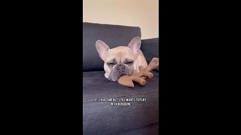 Nap Time With Favorite Benebone Dog Chew Toy | Mochi The French Bulldog