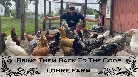 Get Them Chickens Back To The Coop