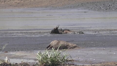 Wildebeest Struggle, Fall, 2017 Serengeti National Park, Tanzania