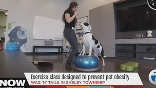 Exercise for pets