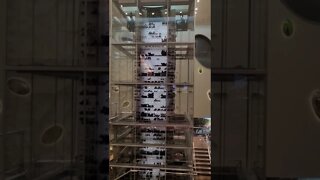 wine elevator