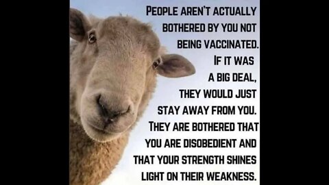 A vaxxed sheep parody