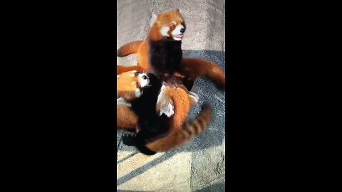 Red Panda Having A Hot Afternoon?