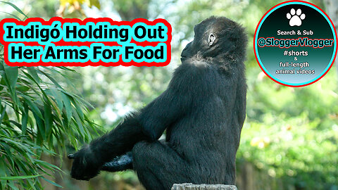 Gorilla Indigo's Food Fumbles On A Pole At Budapest Zoo