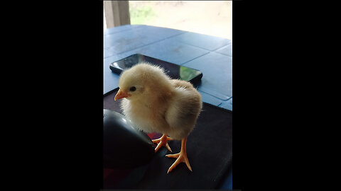 Cute Baby Chickens - Funny Baby chicks 😍💖