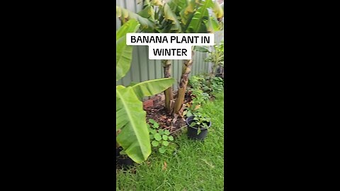 banana plant in winter