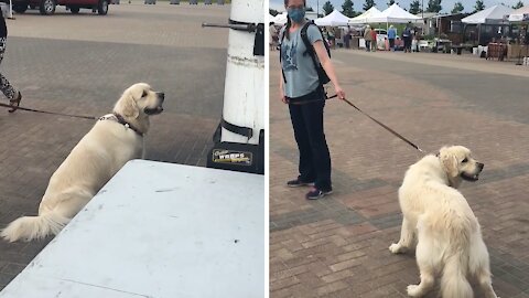 Golden Retriever Throws Tantrum After Getting Treats From Food Truck