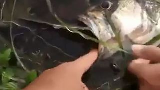 Small Fish Eat Big Fish