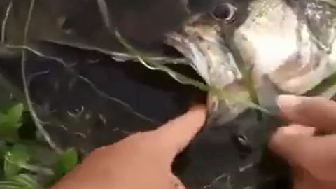 Small Fish Eat Big Fish