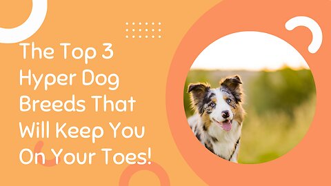 The Top 3 Hyper Dog Breeds that will Keep You on Your Toes!