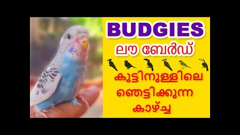 Snake in Birds cage, shocking (causes & prevention) | കൂട്ടിൽ പാമ്പ് | Be Careful ! | BkBhoooM