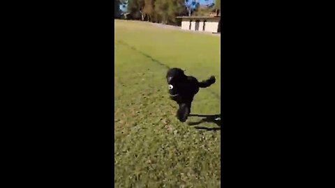 Dog Running In Football Ground - What A Seen - Cute Dog Run
