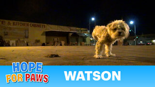 Dog rescue: Watson, the three legged dog - Please share and help us find him a home.