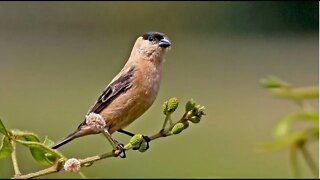 O Melhor Canto de Caboclinho para Esquentar e Treinar seu Pássaro