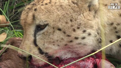 Highly Endangered Wild Cheetah Feeding In South Africa