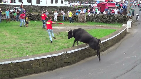 Tourada Ganadaria HF - Cabo Da Praia 2015 - Touros (207,226,258,235) - Ilha Terceira - Açores