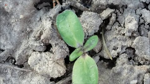 Peach blossoms and vagabond sunflower seedlings!