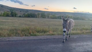 Donkeys on the road | North Dakota