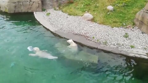 Eisbär | Hungry babe Polar Bear | Adorably Cute Polar Bear Cubs Go swimming!