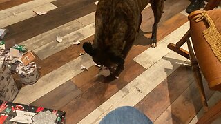 American Pit Bull terrier opens Christmas gifts