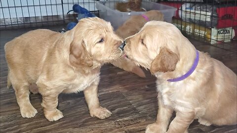 The cutest 4 minutes you never knew you needed | Golden Retriever Puppies FIRST MEAL