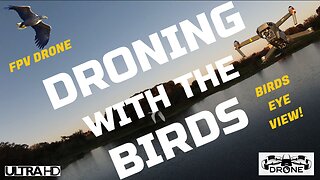 Droning with the Birds - EPIC FPV Drone Flying with Bird's Video – Best Bird's Eye View with Music