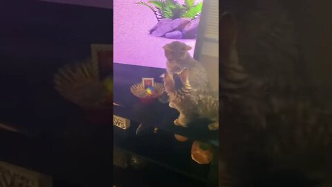 Kitten hunts TV bugs - First Time
