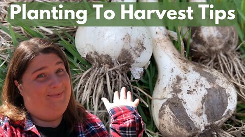 Growing Garlic | Beginners Guide | Planting To Harvest Tips