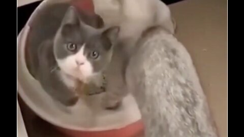 Funny Cat Wants Privacy in the Litter Box #shorts