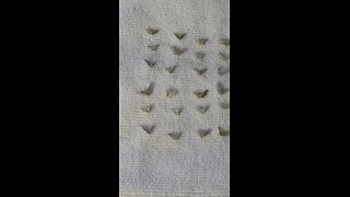 Breaking Open Sand Dollars To Find Doves