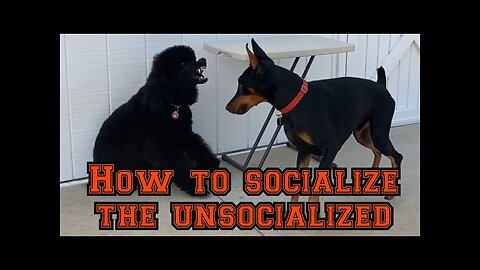 5 ways to socialize your dog