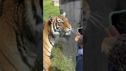 Up Close with a Tiger