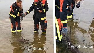 Pip is just swimming and playing with some firefighters