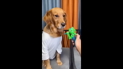 Dog: Just because I'm good-natured doesn't mean I won't bite! funny dog videos