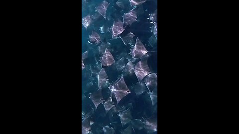 Ocean paradise ,, video by sinosocean