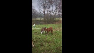 Baby girl and bull calf.