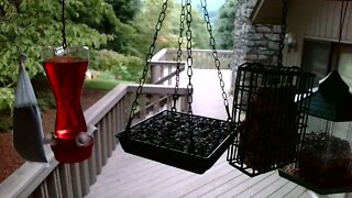 Live Bird Feeder in Ashedville North Carolina. Up in the mountains. Today July 30th 2021