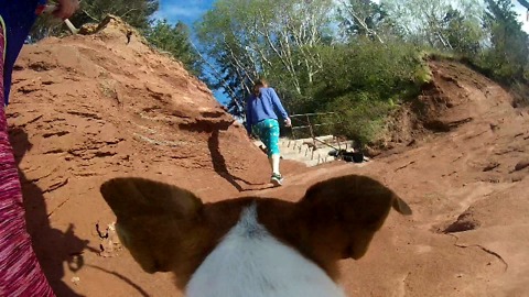 Rescued from a Kill shelter. Farley The Dog GoPro POV