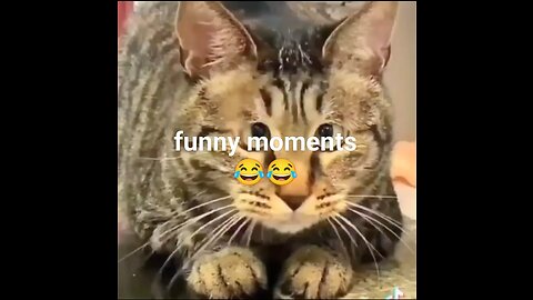Funny moments 😝 for animals