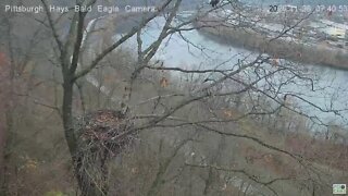 Hays Eagles Dad great approach to the nest 2020 11 26 740am