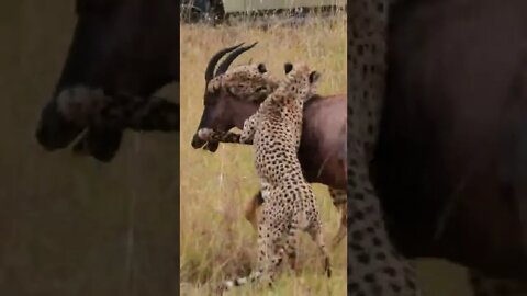 Cheetahs Catch An Antelope | #shorts