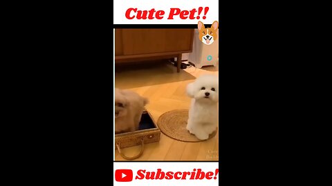 Funniest Dogs and Cats Awesome Funny Pet Videos clips Dear Cutey_Full-HD