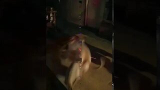Dog Laser Light Spin out... Lord Belvedere
