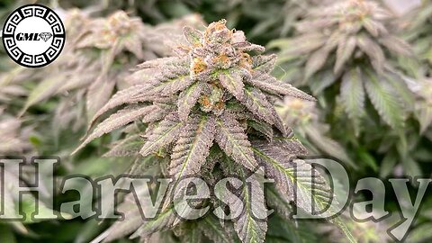 Week 9 harvest day for these Ramjam & Blue Cherry Pie. New product reveal…GROWCAST