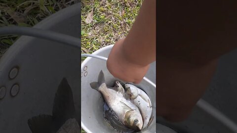 Fishing | Amazing fishing | Catching catfish & baam fish