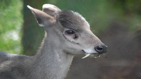 O cervo de topete (Elaphodus cephalophus)