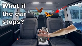 What Happens to a Bug Flying in Your Car When You Slam on Your Brakes?